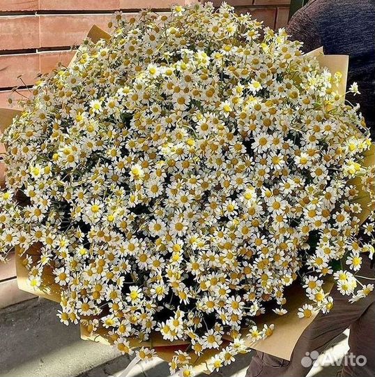 Ромашки Пионы Розы Доставка