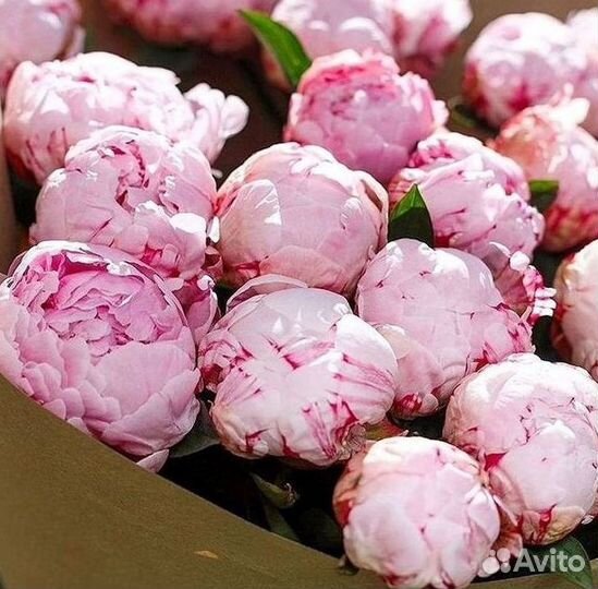 Пионы Букет пионов