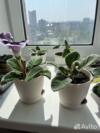 Детки глоксинии