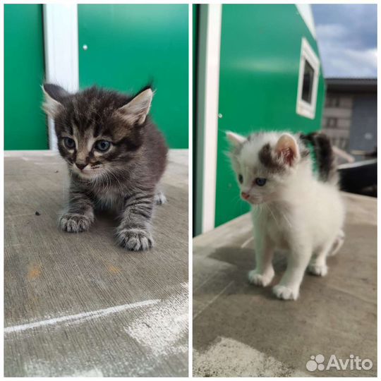 Котята в добрые руки