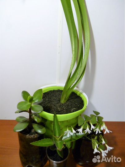 Набор комнатных растений - цена за всё