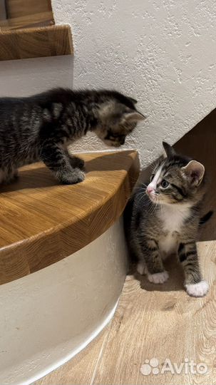 Домашние котята