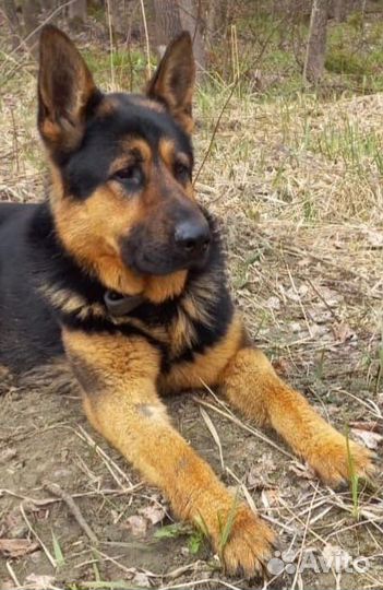 Вязка овчарка