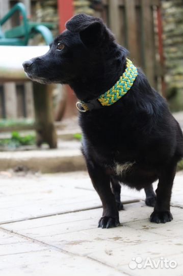 Отдам маленькую собачку