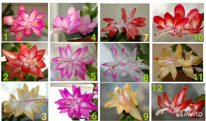 Шлюмбергера декабристы