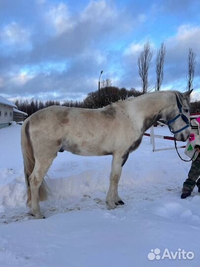 Продам лошадей