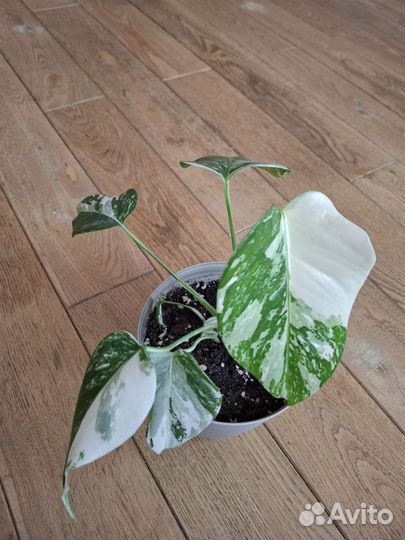 Монстера вариегатная альба краснодар