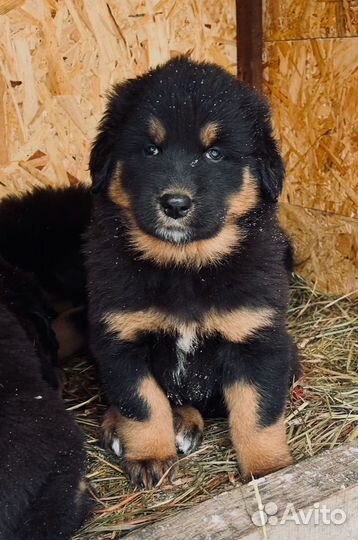 Банхар Монгольская овчарка