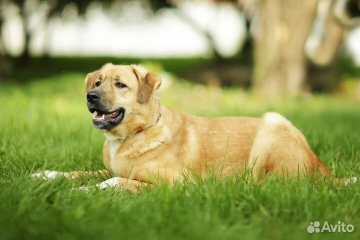 Собака Мартин из приюта
