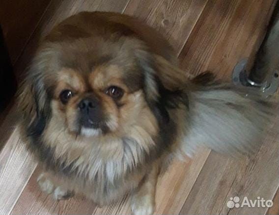 Домашние животные собаки