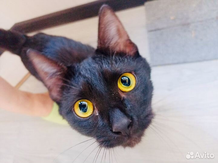 Кошка Мотя 9 мес., стeрилизованная