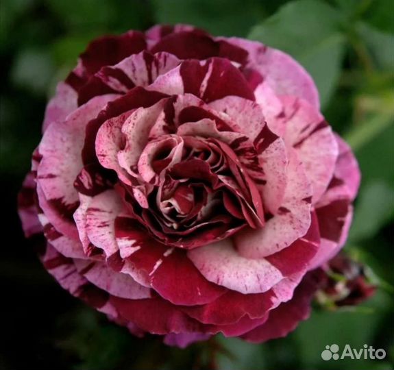 Саженцы роз нью имэджин заказы на осень 2023г