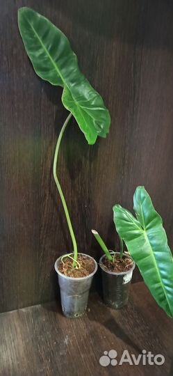 Филодендрон параисо верде