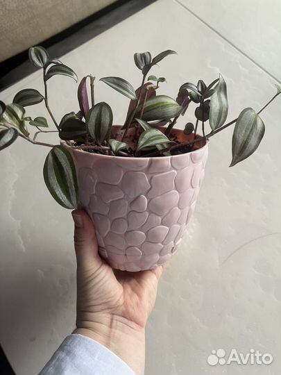 Традесканция зебрина