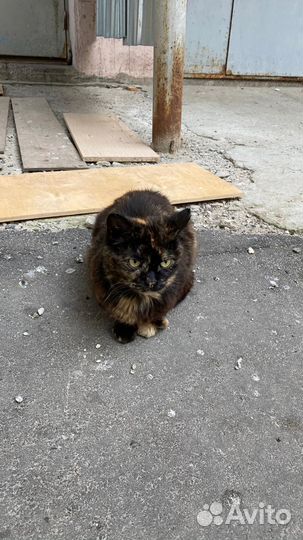 Кошечка