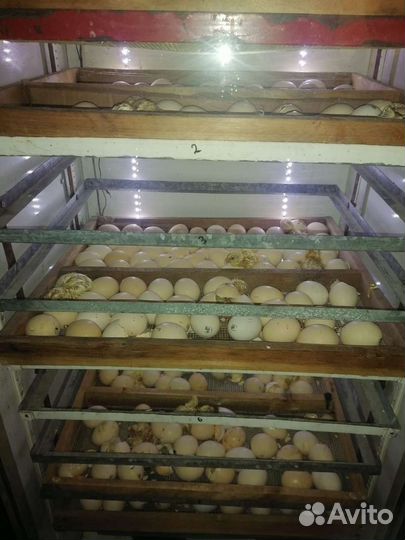 1Инкубатор для яиц и выводной шкаф автоматические