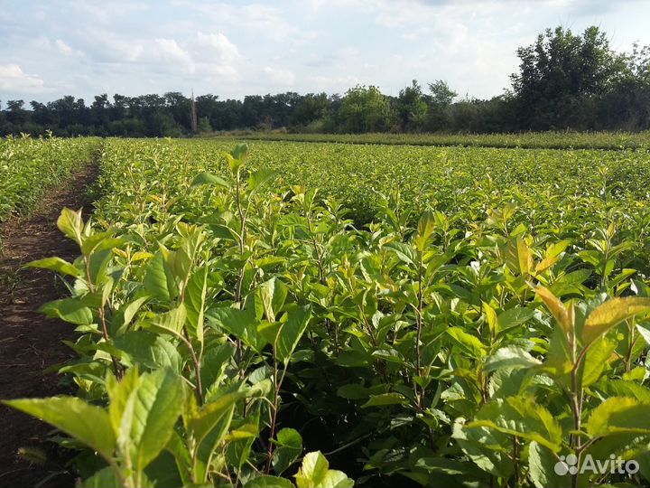 Подвой мм-106, М-9