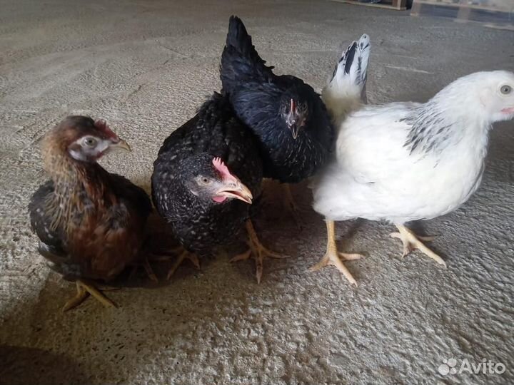 Куры молодки несушки