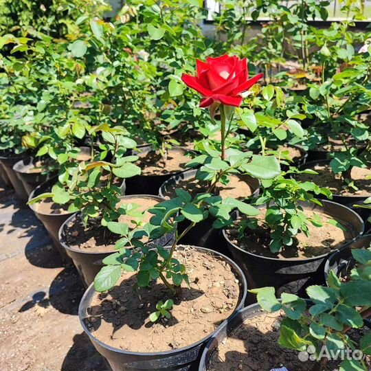 Роза ч/г Динамит