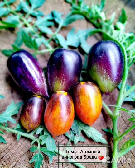 Комплект семян томатов (20 сортов)