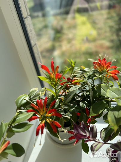 Горшечные цветы