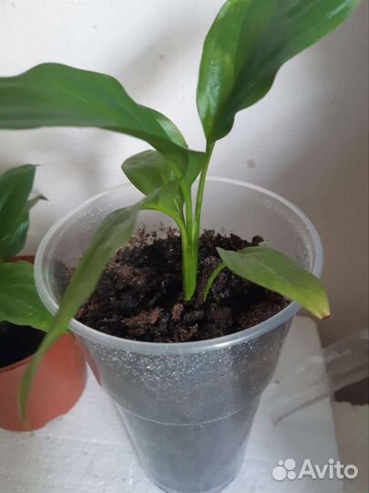 Дендробиум