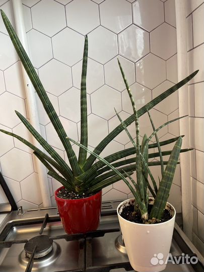Сансивиерия сортовая