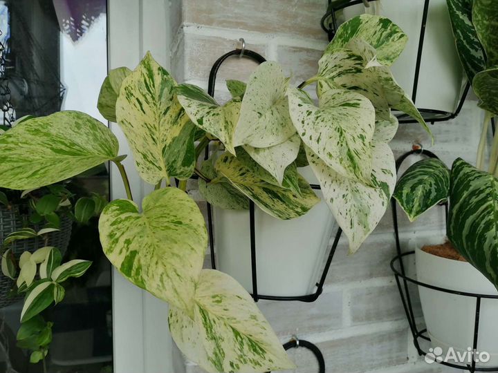 Эпипренумы, сциндапсусы, филодендроны