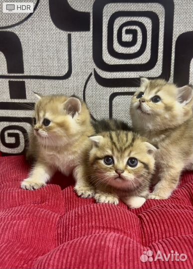 Шотландские золотые котята