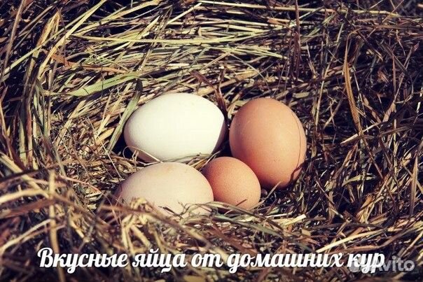 Яйцо перепелиное, цесариное, куриное