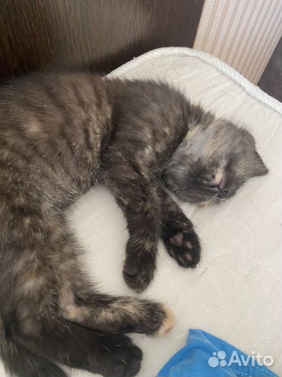 Отдам бесплатно котёнка