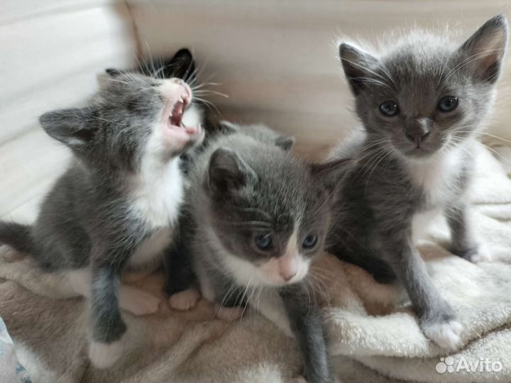 Котята в добрые руки бесплатно