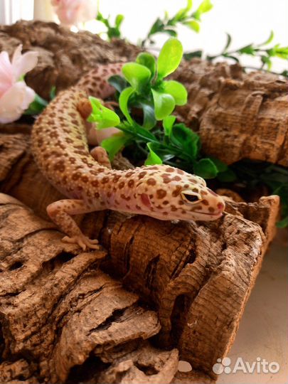 Геккон Пятнистый эублефар Dreamsickle самка 2022
