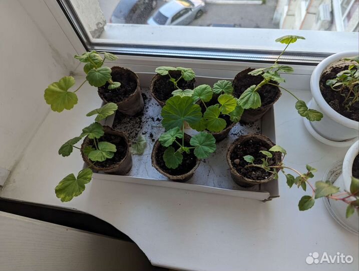 Герань, фуксия