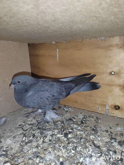 Таджикское голубь