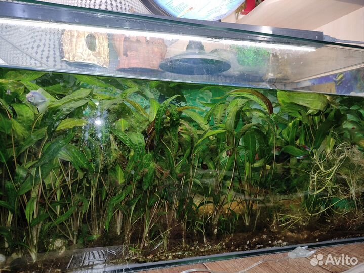 Аквариумные водоросли/ растения