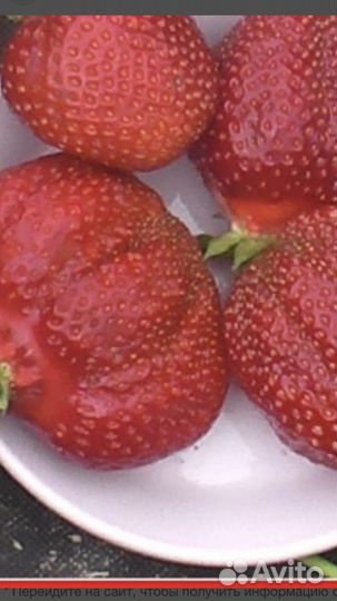 Рассада сортовой клубники