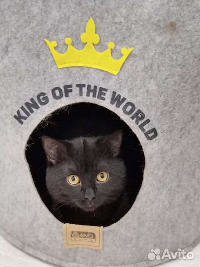 Передержка животных, котоняня, няня для собачек