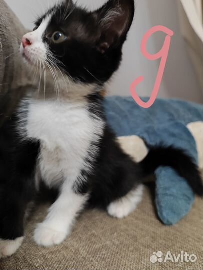 Отдам котят