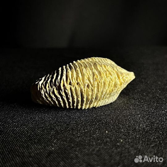 Устрица окаменелость ископаемое моллюск