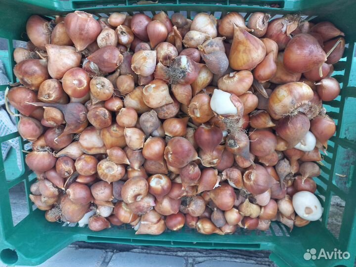 Луковицы тюльпанов