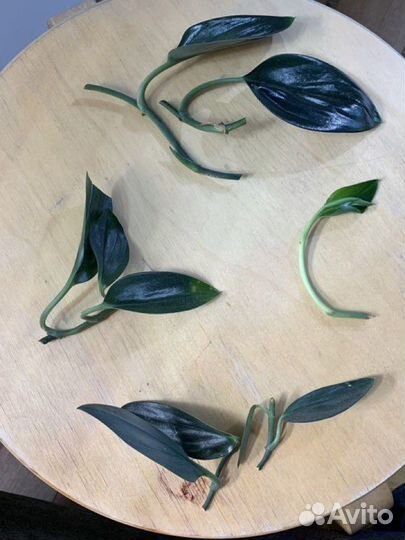 Сциндапсус дарк форм черенки