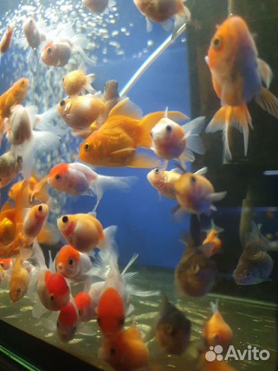 Аквариумные рыбки