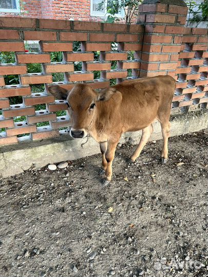 Теленок девочка