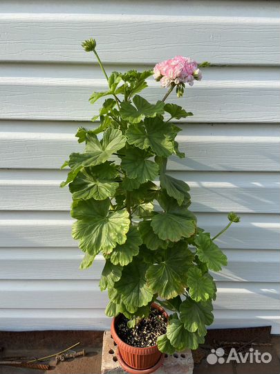 Пеларгония герань