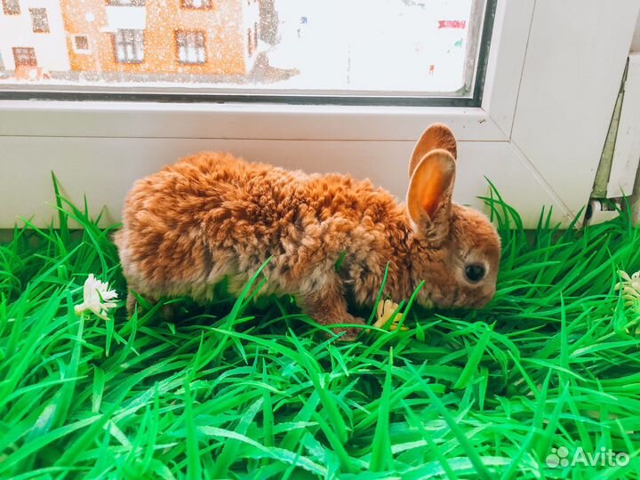 Карликовый кролик - хотот