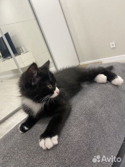 Кошечка в добрые руки