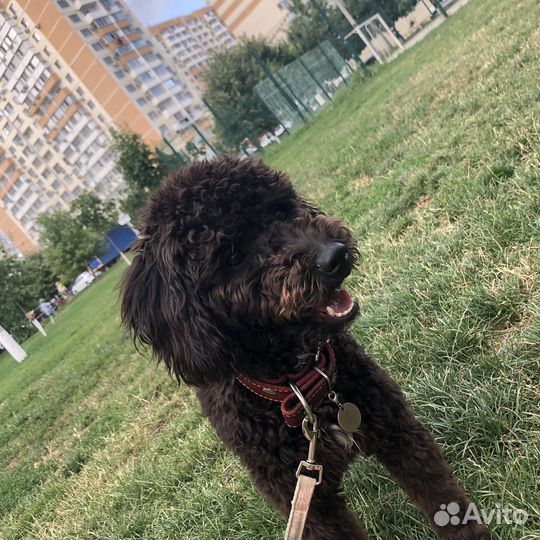 Выгул собак