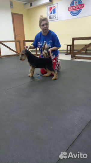 Щенки эрдельтерьера