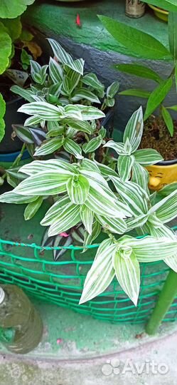 Бегония, хлорофитум, несколько видов традесканции